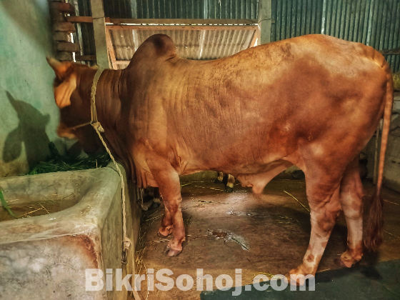 ষাঁড় গরু
